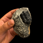 Devonian Trilobite Fossil in Matrix