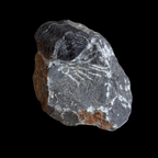 Devonian Trilobite Fossil in Matrix