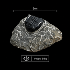 Devonian Trilobite Fossil in Matrix