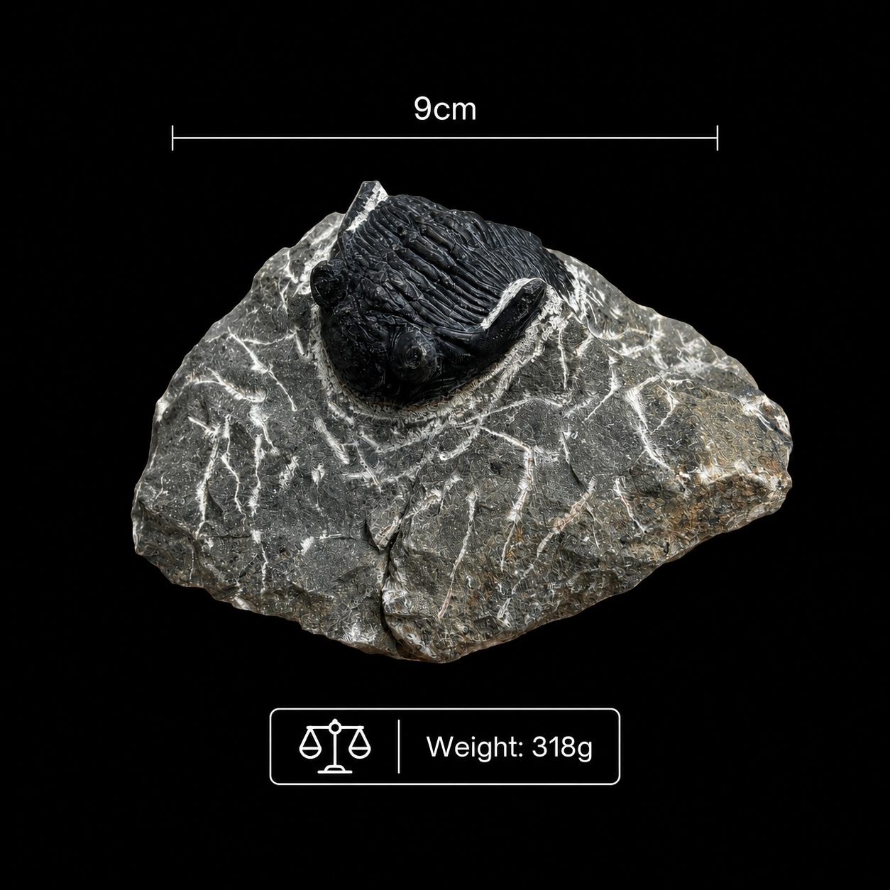 Devonian Trilobite Fossil in Matrix