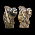 Standing Orthoceras Ammonite Fossil