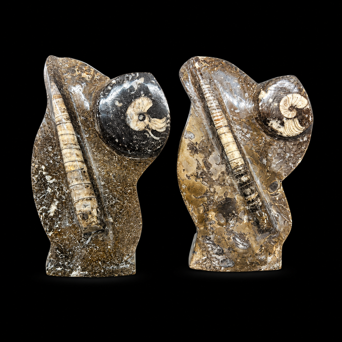 Standing Orthoceras Ammonite Fossil
