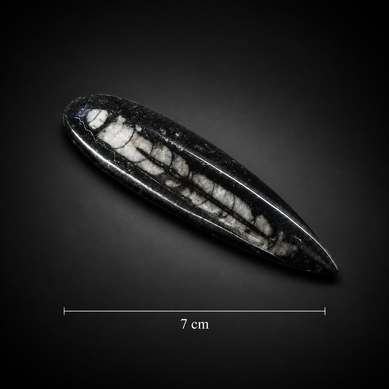Polished Orthoceras Fossil Pendant