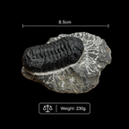 Devonian Trilobite Fossil in Matrix