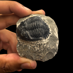 Devonian Trilobite Fossil in Matrix