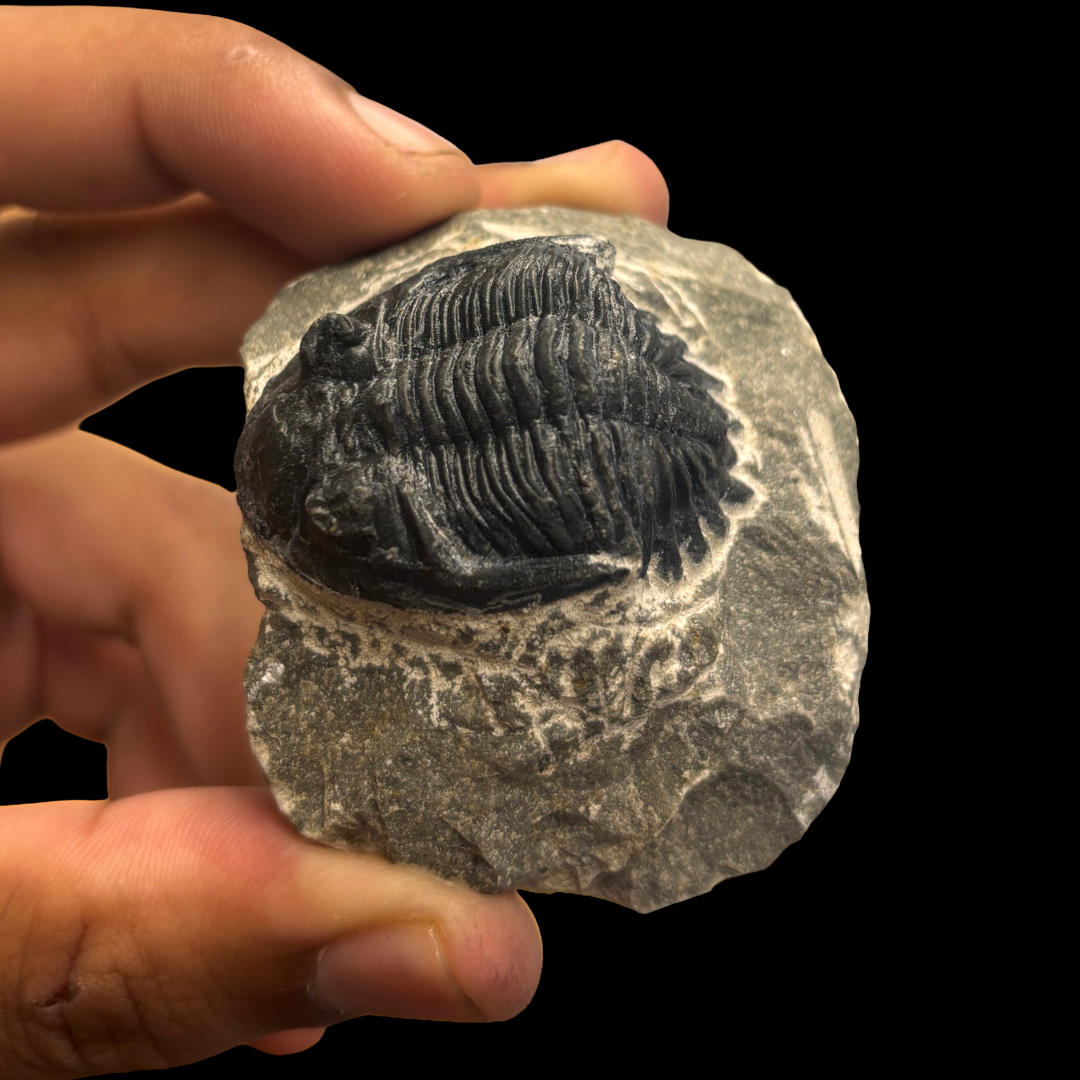 Devonian Trilobite Fossil in Matrix