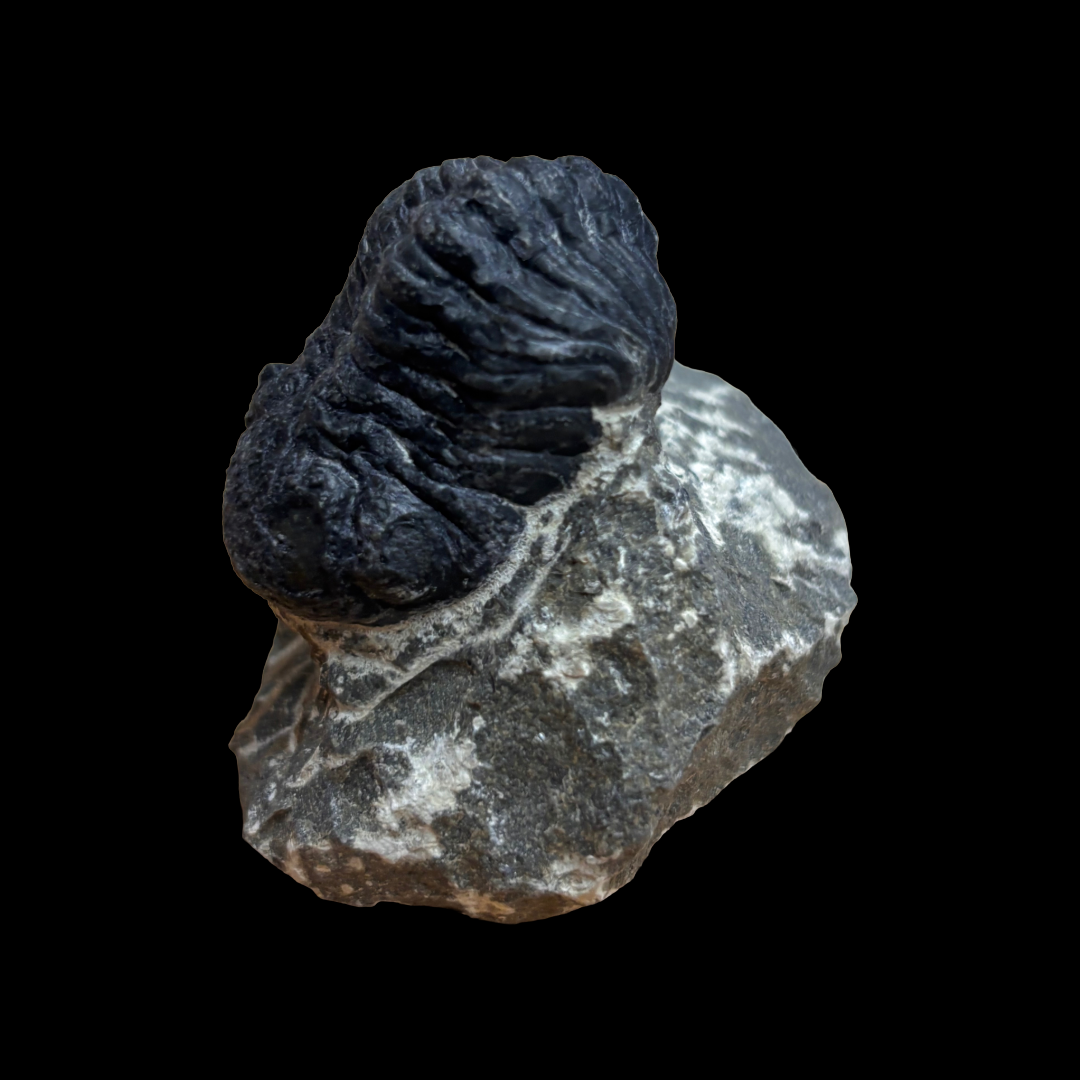 Devonian Trilobite Fossil in Matrix