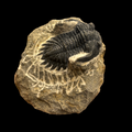 Devonian Trilobite Fossil in Matrix