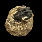 Devonian Trilobite Fossil in Matrix
