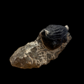 Devonian Trilobite Fossil in Matrix