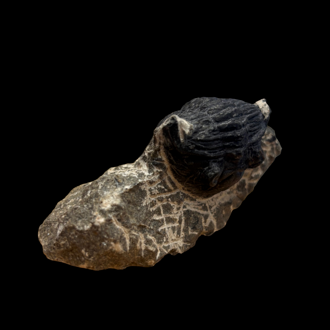 Devonian Trilobite Fossil in Matrix