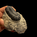 Devonian Trilobite Fossil in Matrix