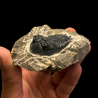 Devonian Trilobite Fossil in Matrix