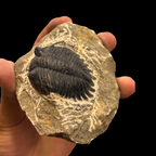 Devonian Trilobite Fossil in Matrix