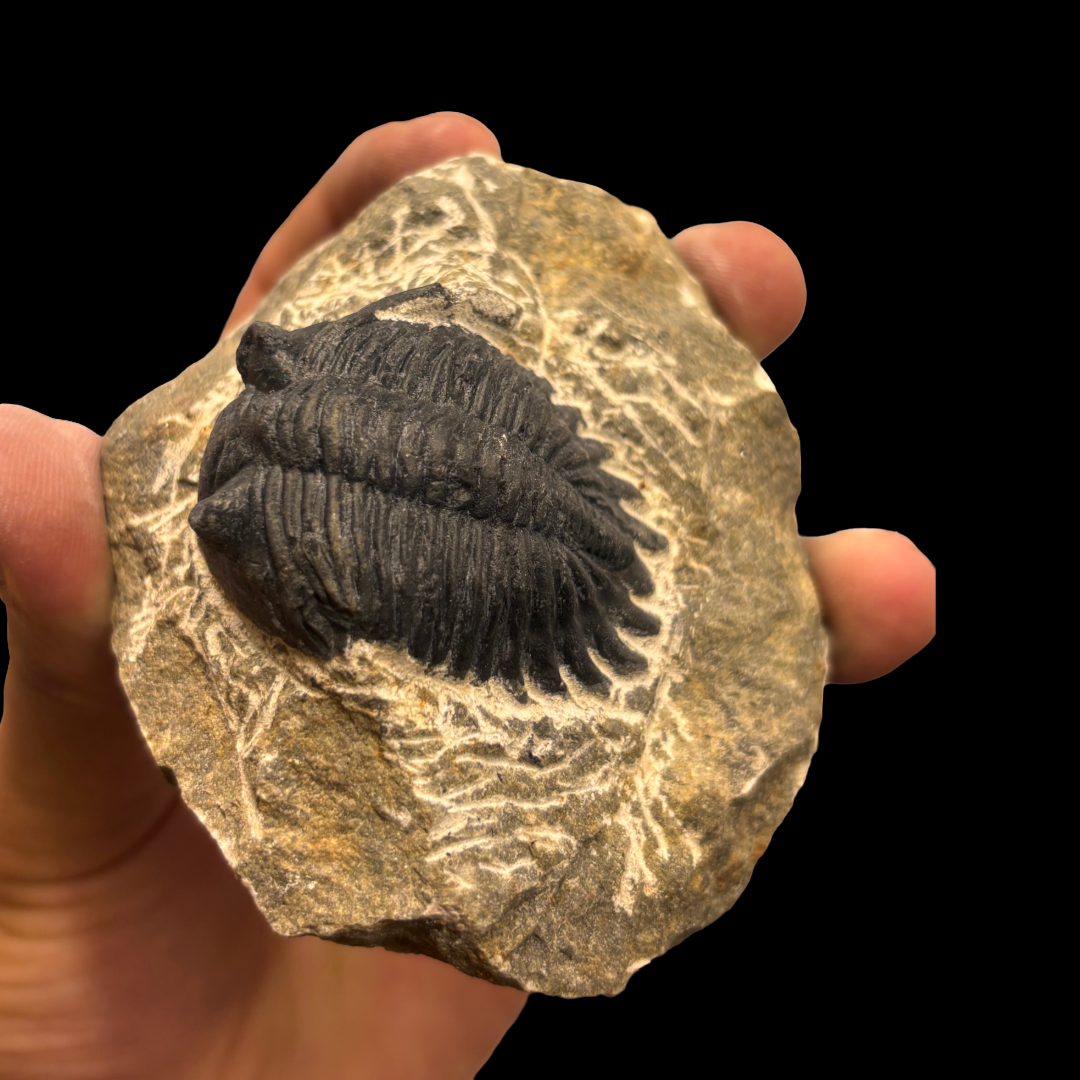 Devonian Trilobite Fossil in Matrix