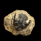 Devonian Trilobite Fossil in Matrix