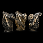 Standing Orthoceras Ammonite Fossil