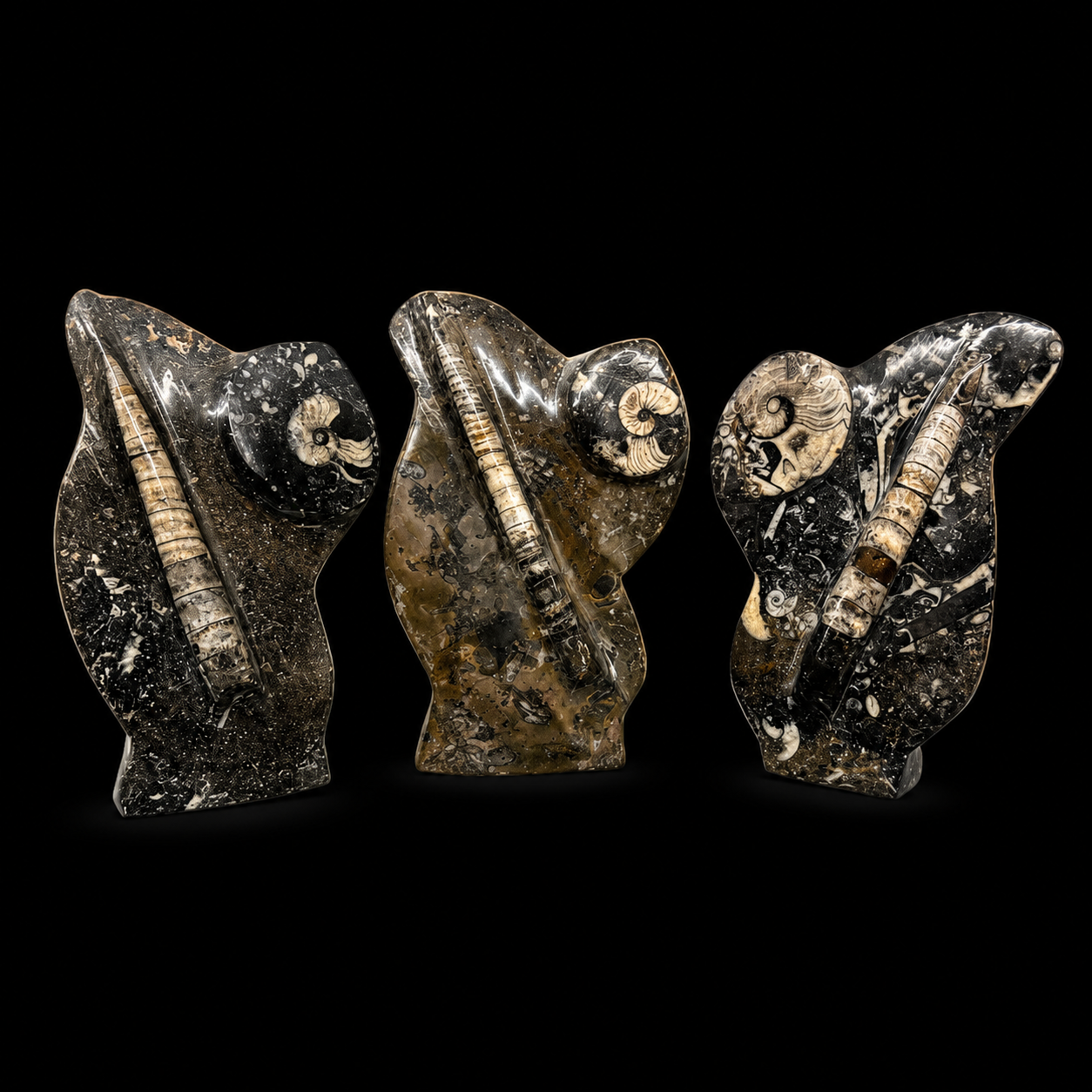 Standing Orthoceras Ammonite Fossil