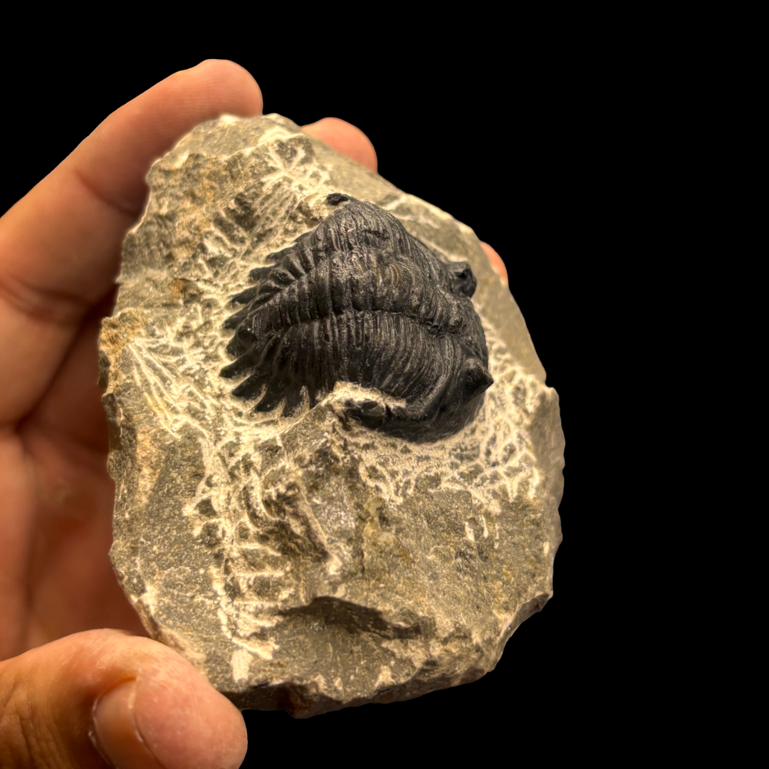 Devonian Trilobite Fossil in Matrix