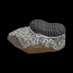 Devonian Trilobite Fossil in Matrix