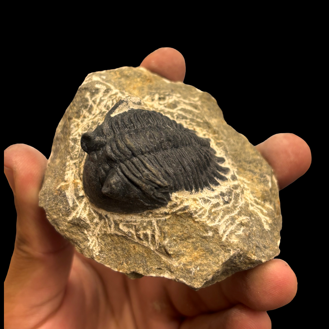 Devonian Trilobite Fossil in Matrix