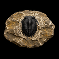 Devonian Trilobite Fossil in Matrix