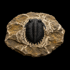 Devonian Trilobite Fossil in Matrix