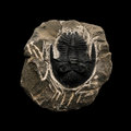 Devonian Trilobite Fossil in Matrix