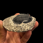 Devonian Trilobite Fossil in Matrix