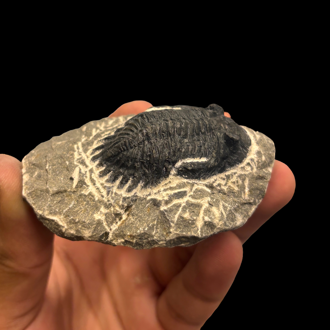 Devonian Trilobite Fossil in Matrix