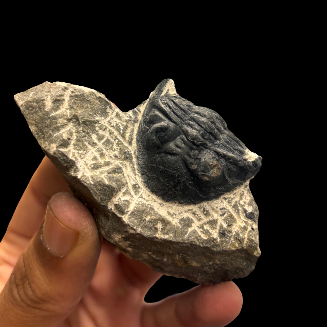Devonian Trilobite Fossil in Matrix