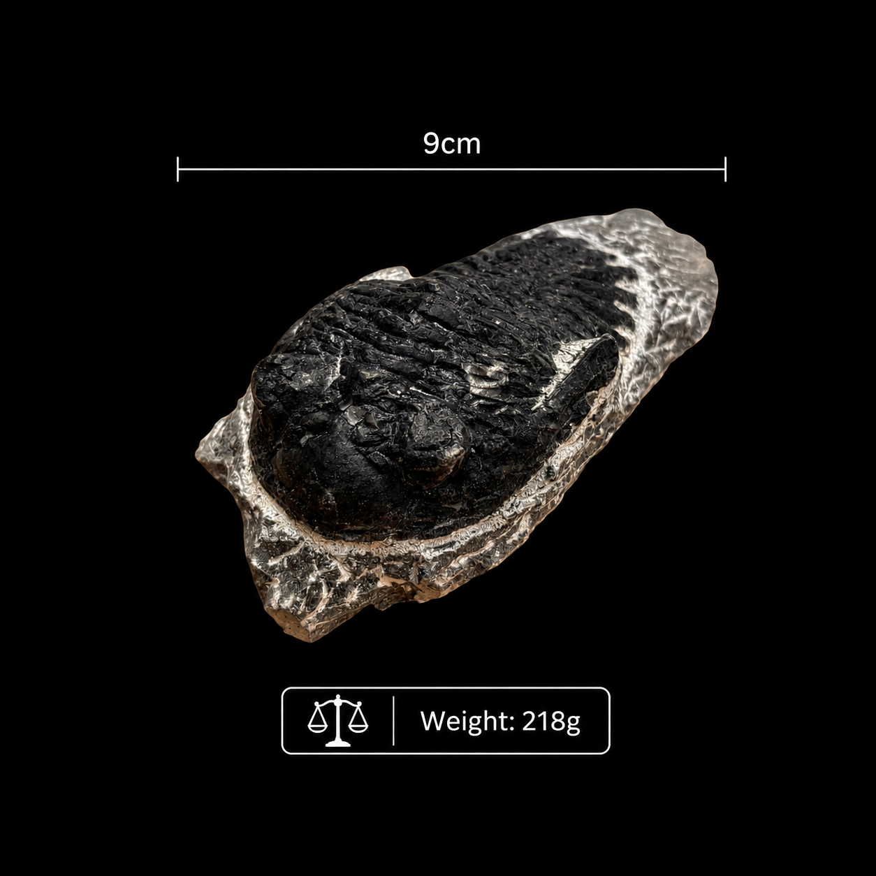 Devonian Trilobite Fossil in Matrix