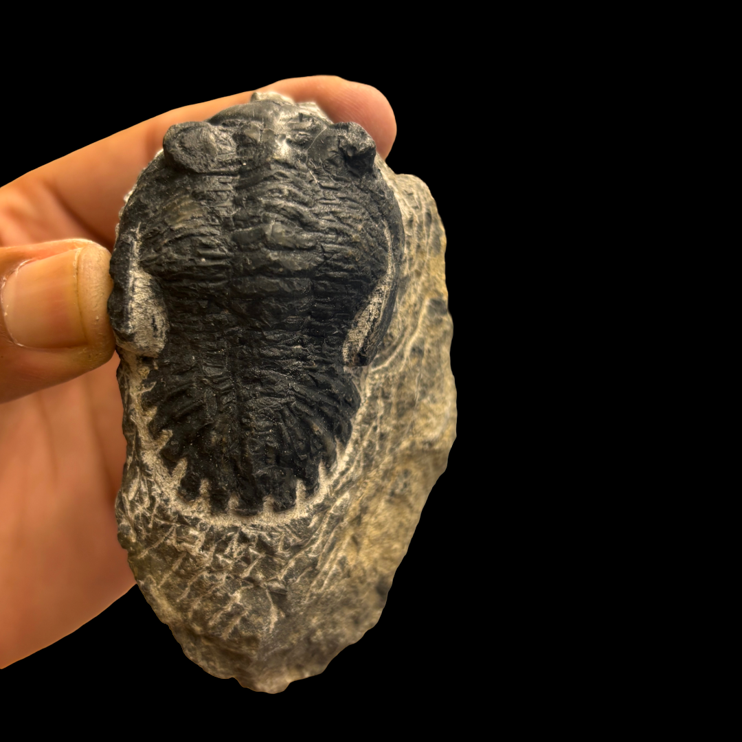 Devonian Trilobite Fossil in Matrix