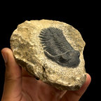 Devonian Trilobite Fossil in Matrix