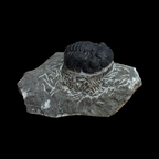Devonian Trilobite Fossil in Matrix