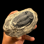 Devonian Trilobite Fossil in Matrix