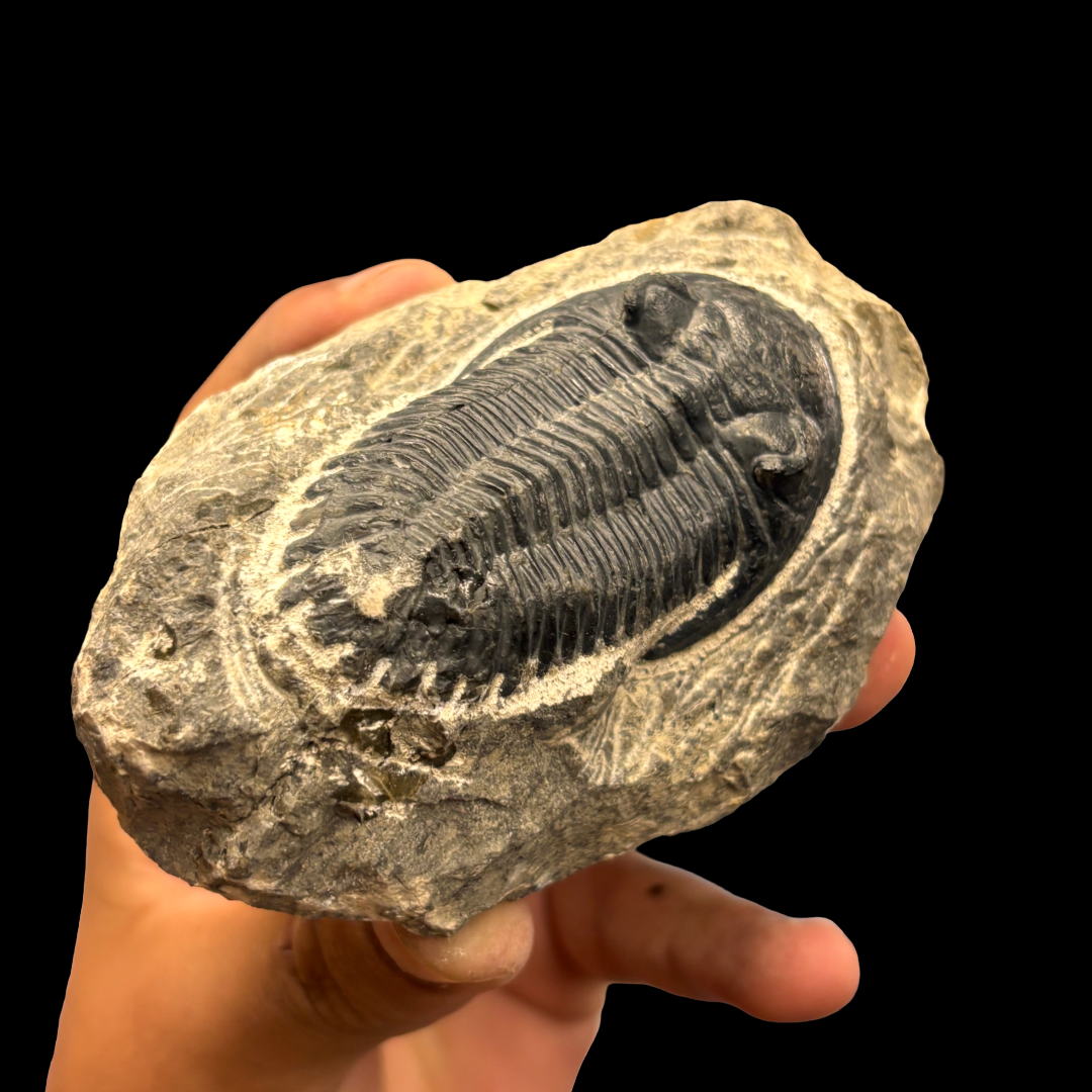 Devonian Trilobite Fossil in Matrix