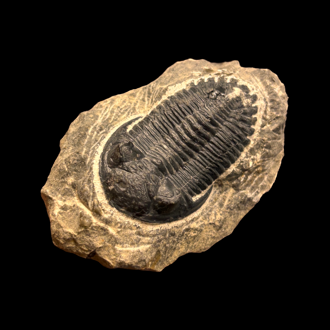 Devonian Trilobite Fossil in Matrix