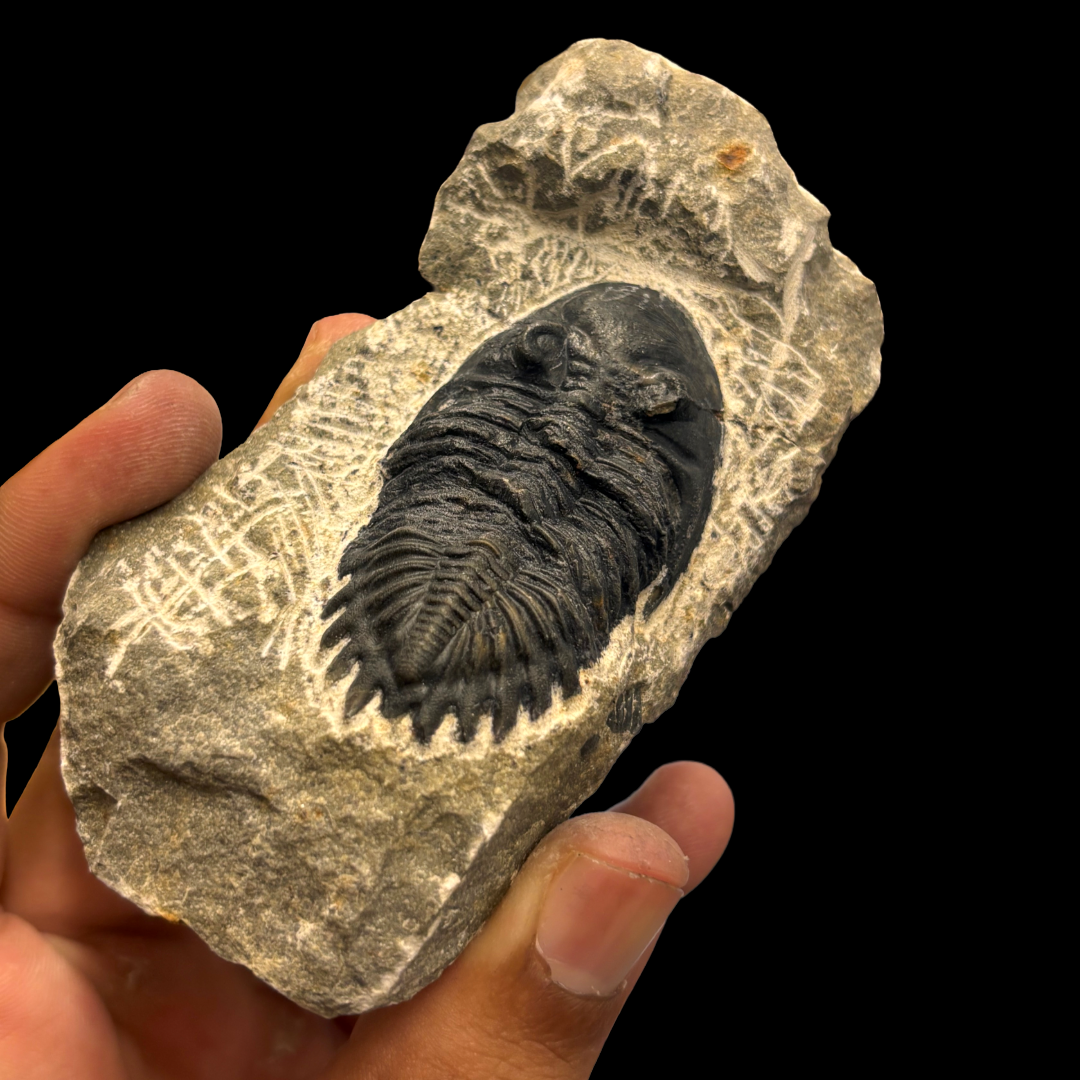 Devonian Trilobite Fossil in Matrix