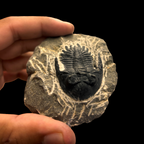 Devonian Trilobite Fossil in Matrix