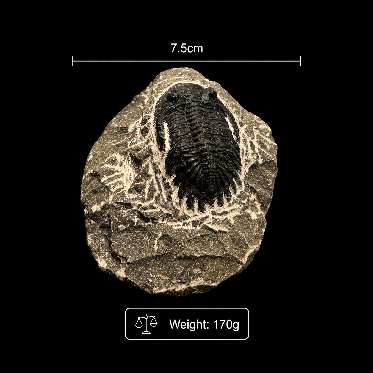 Devonian Trilobite Fossil in Matrix