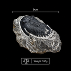 Devonian Trilobite Fossil in Matrix