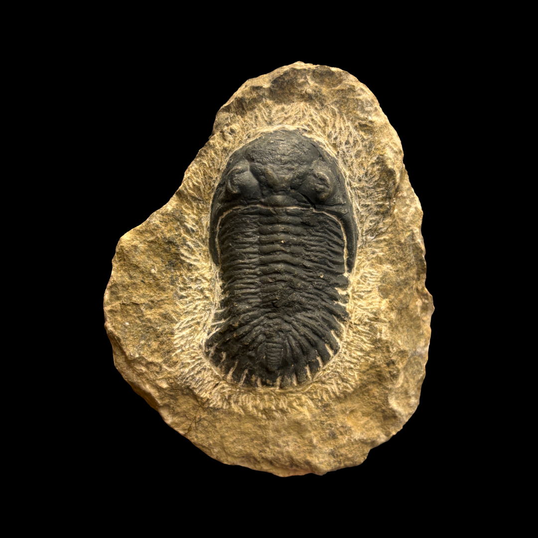 Devonian Trilobite Fossil in Matrix
