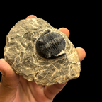 Devonian Trilobite Fossil in Matrix