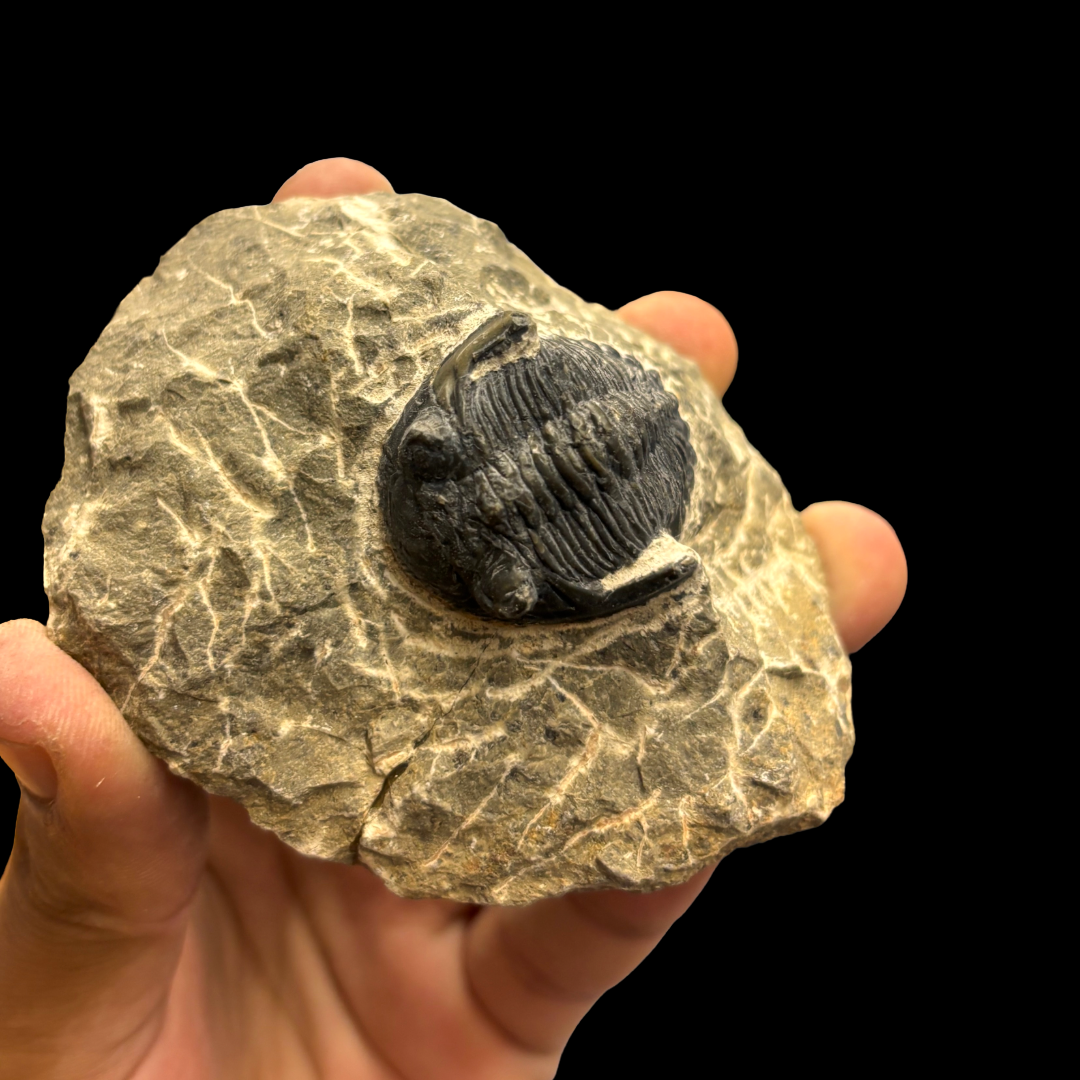Devonian Trilobite Fossil in Matrix