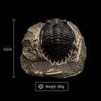Devonian Trilobite Fossil in Matrix