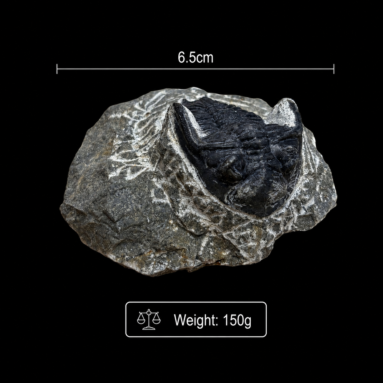 Devonian Trilobite Fossil in Matrix