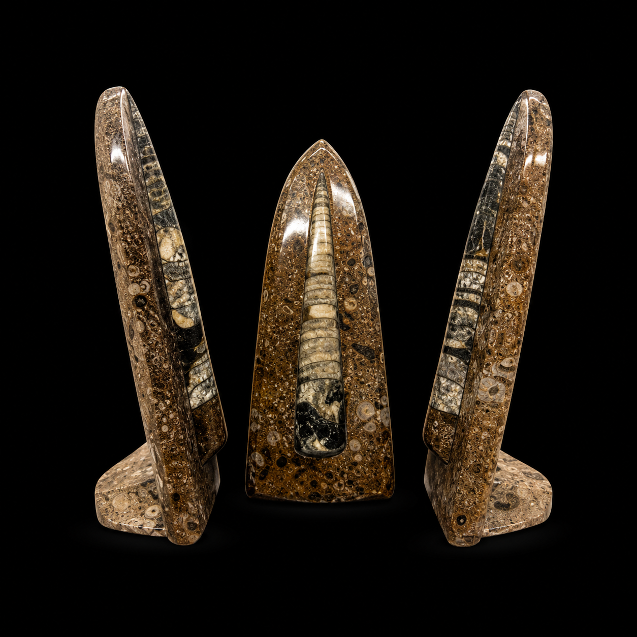 Standing Orthoceras Fossil Display Piece