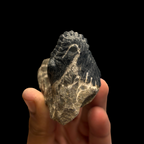 Devonian Trilobite Fossil in Matrix