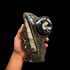 Standing Orthoceras Ammonite Fossil